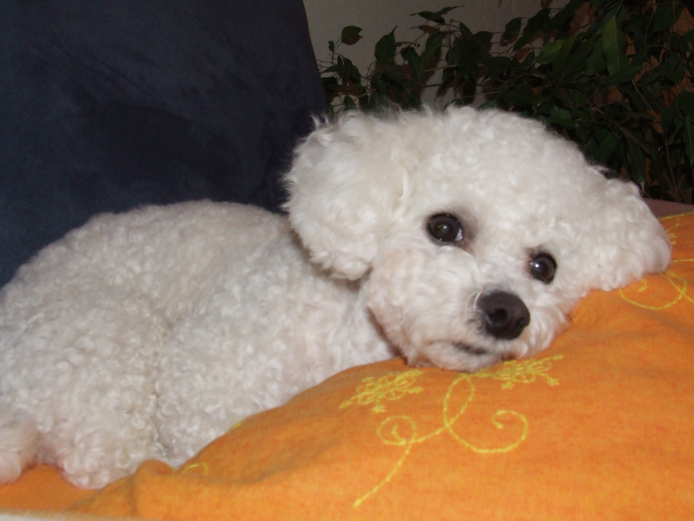 Bichon Frise, Name: Rusty