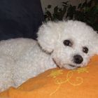 Bichon Frise, Name: Rusty