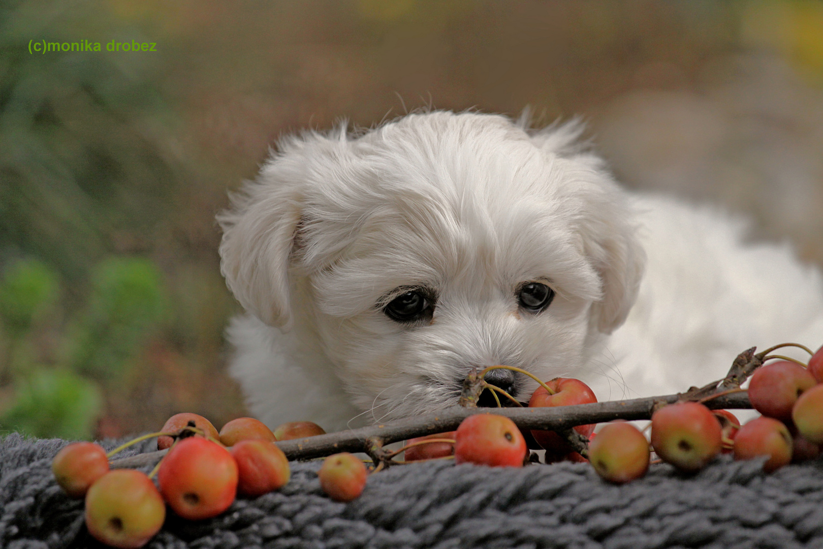 ... Bichon Frisé - Welpe...