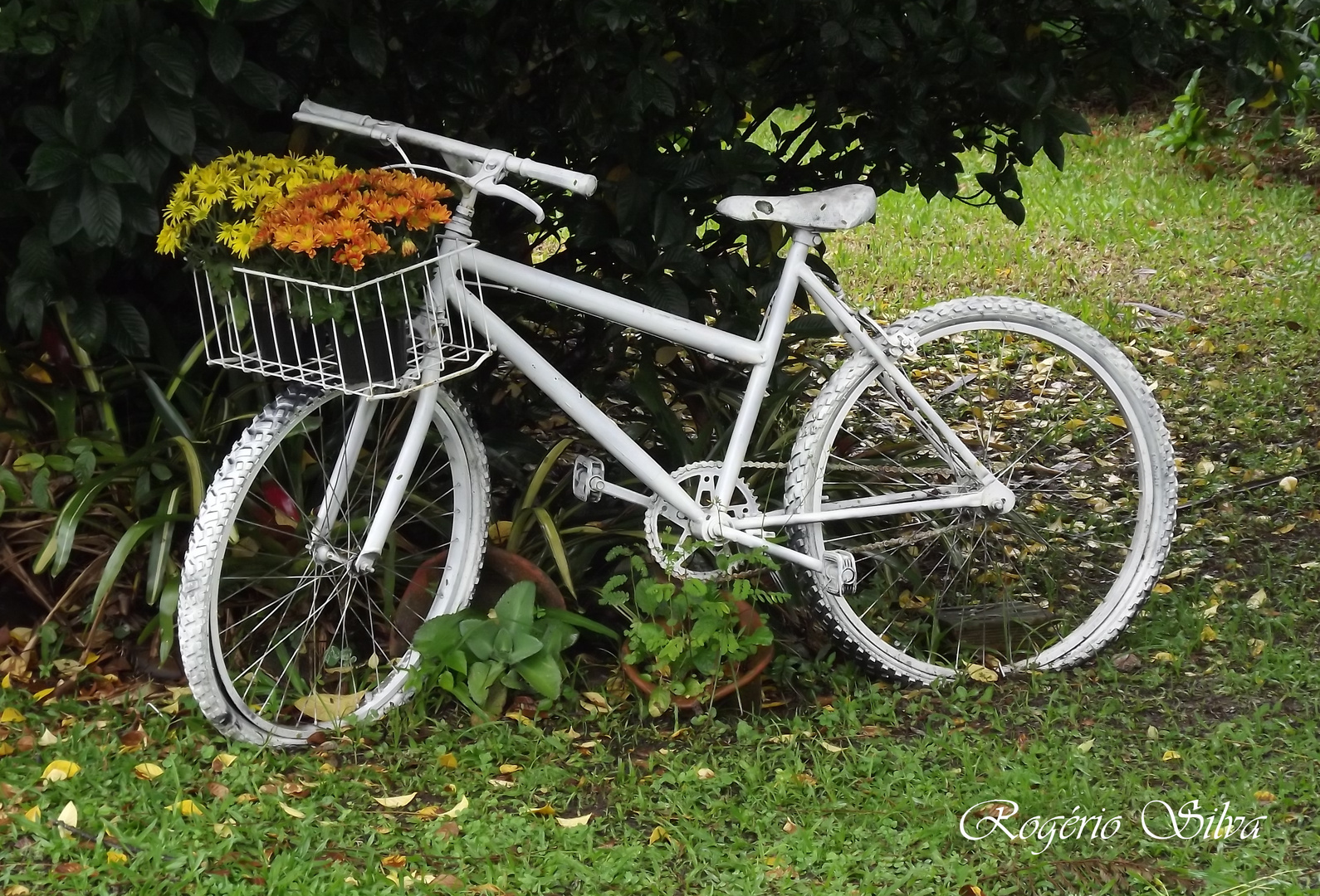 Bicicleta