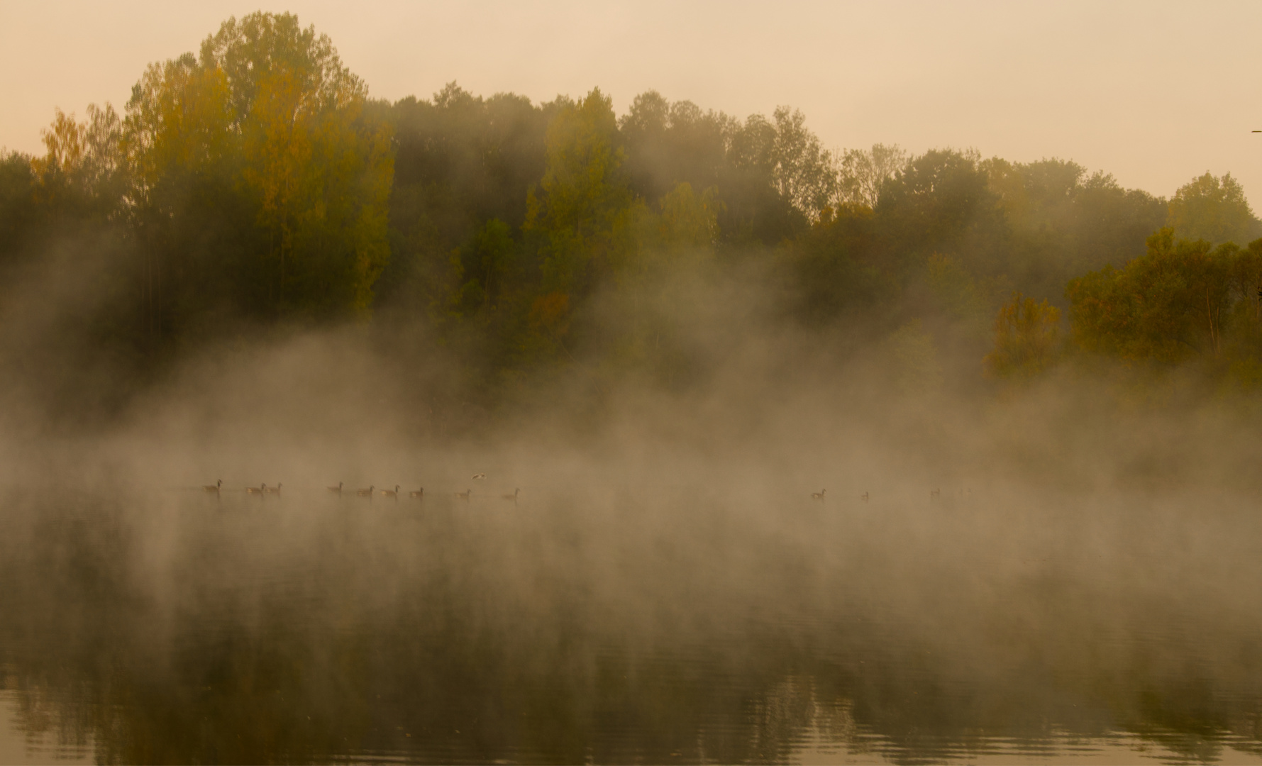 Bickenbacher Erlensee im Nebel