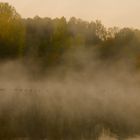 Bickenbacher Erlensee im Nebel