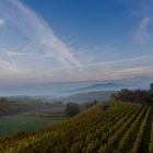 Bickensohl beim Kaiserstuhl