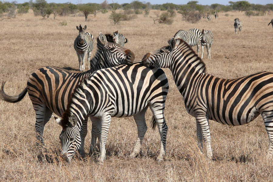 Bickkontakt auf Zebrastreifen