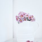 Bicolor