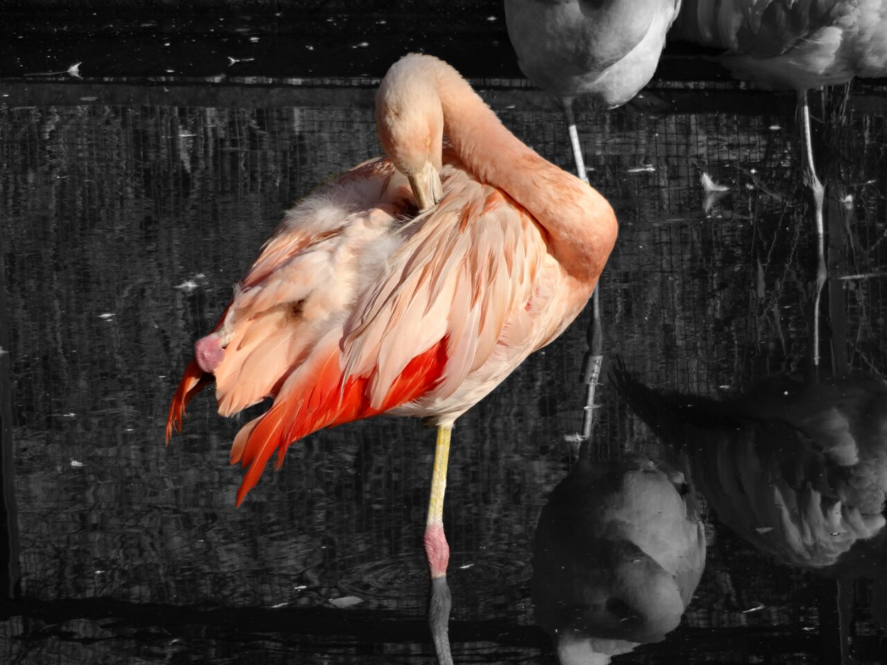 Bicolor Flamingo