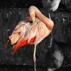 Bicolor Flamingo