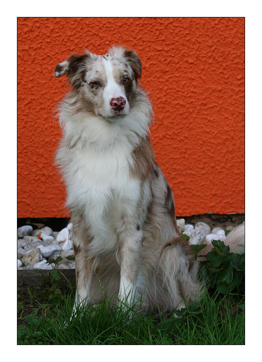 Bicolor Hund vor tricolor Hintergrund