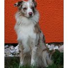 Bicolor Hund vor tricolor Hintergrund