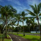 Bicycle Path, Casuarina Drive