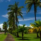 Bicycle Path With Coconuts Trees