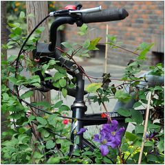 Bicyclematis