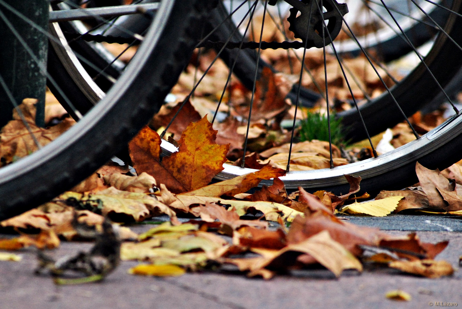 Bicycles are for summer