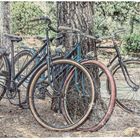 Bicyclettes contre arbre