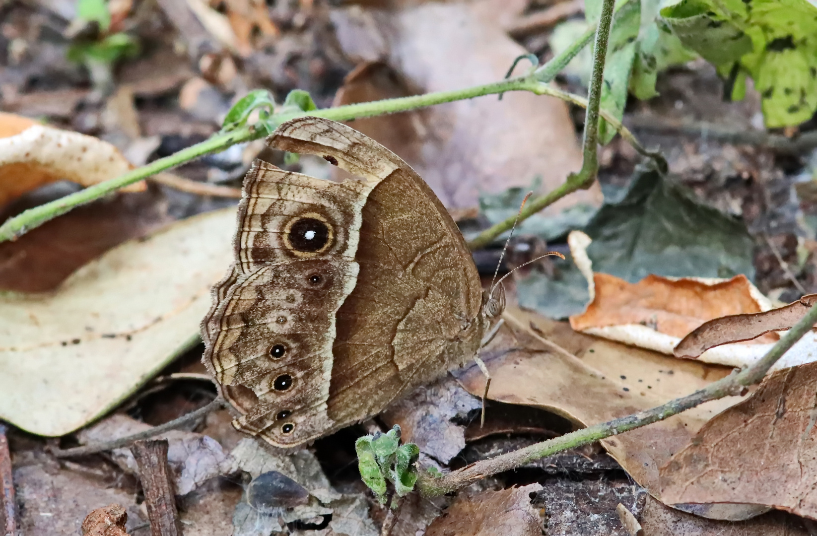 Bicyclus anynana,squinting bush brown 