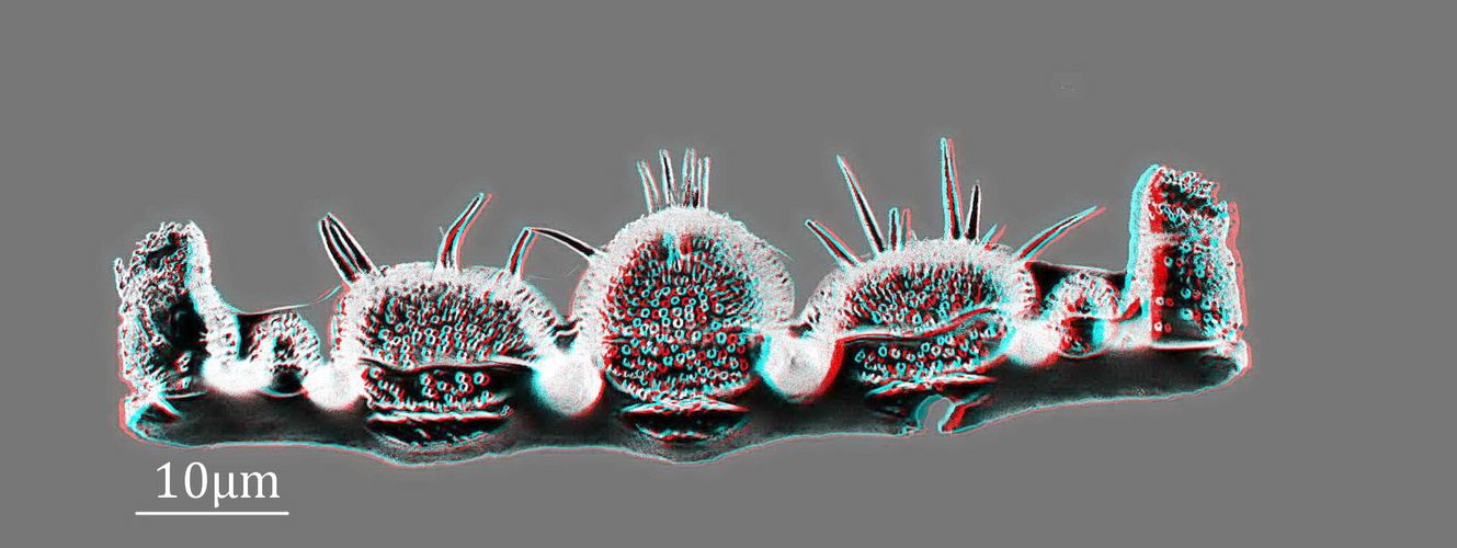 Biddulphia tridens Oamaru in 3D