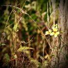 bidens aristosa …