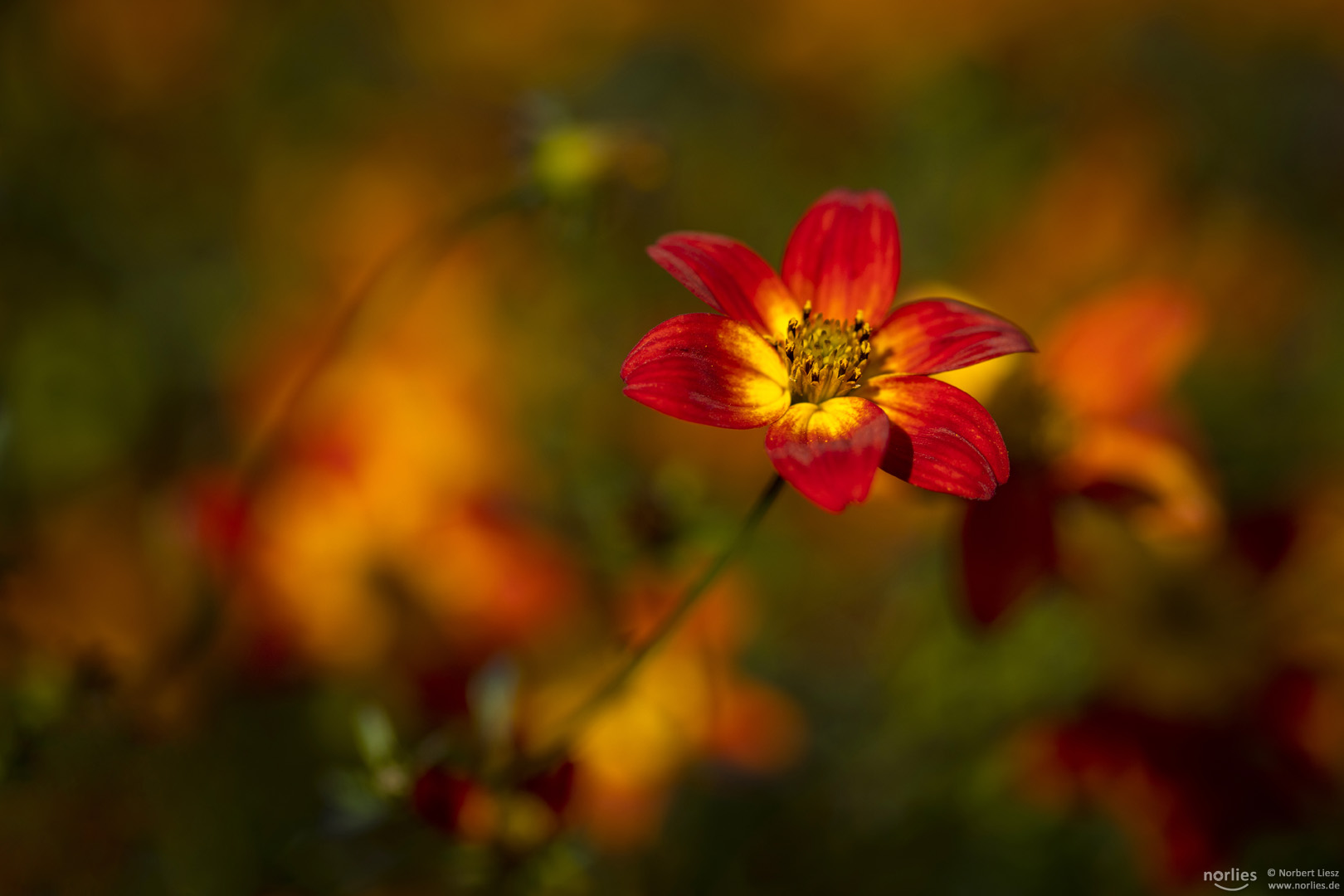 bidens ferulifolia