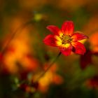 bidens ferulifolia