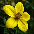 Bidens ferulifolia