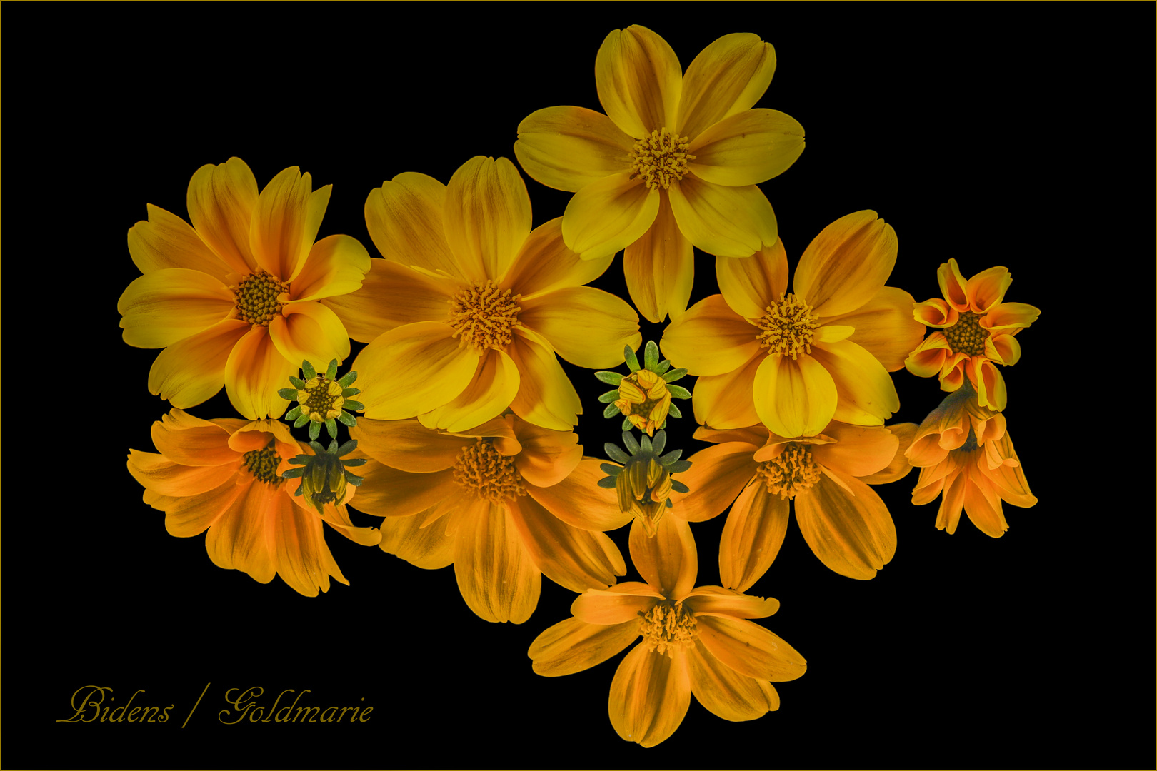 Bidens (Goldmarie)