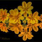 Bidens (Goldmarie)