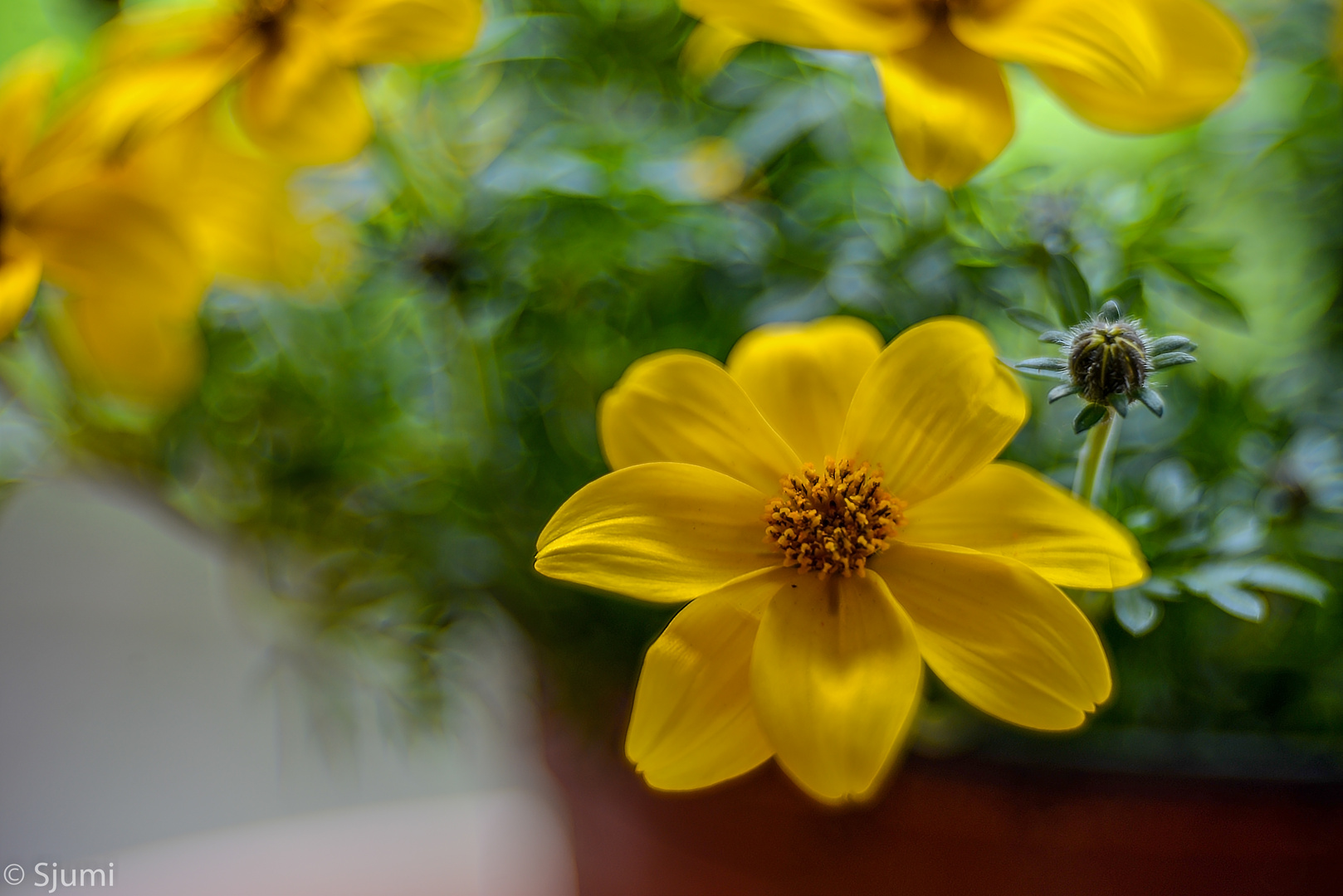 Bidens Lichtzauber