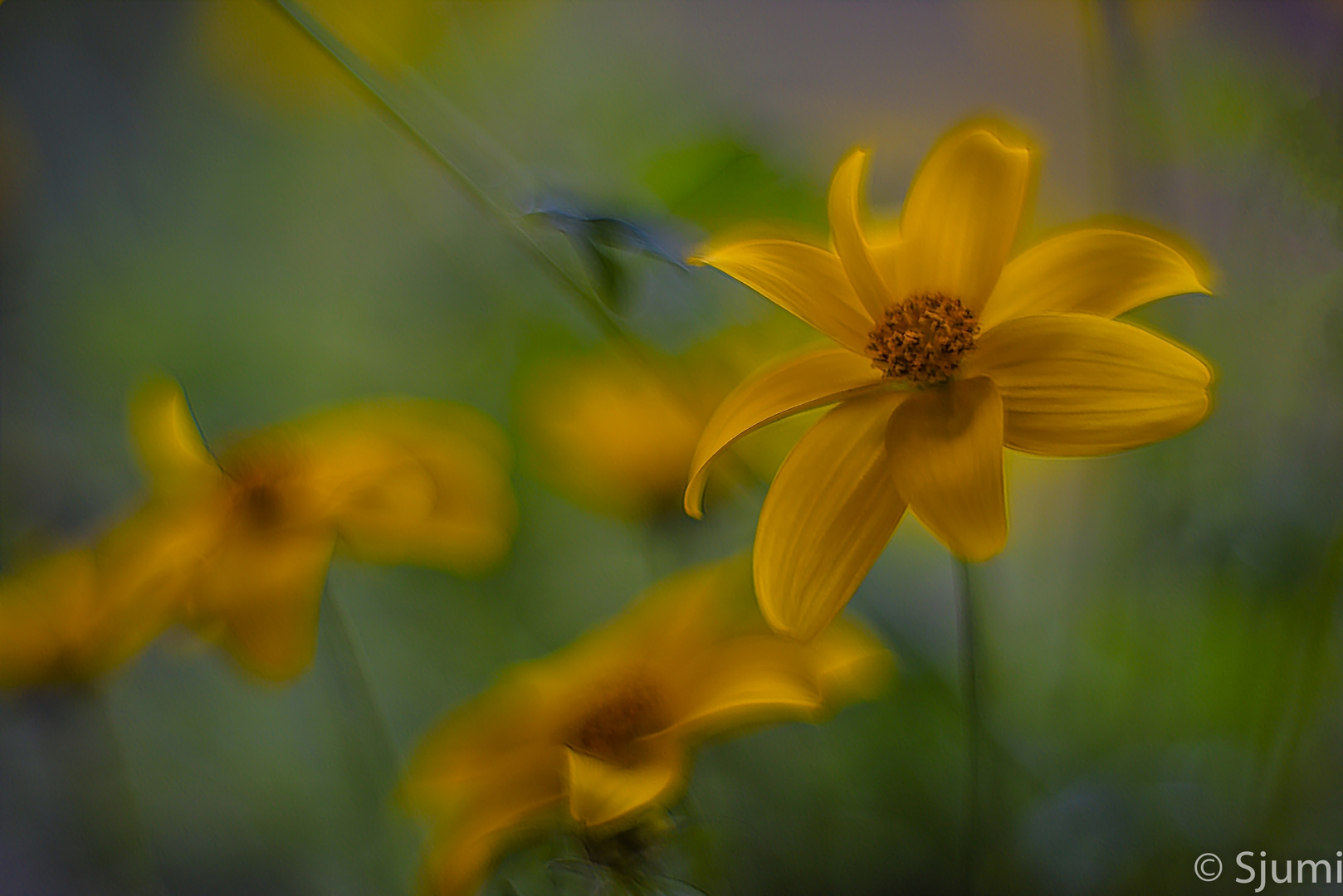 Bidens light magic 