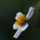 Bidens pilosa