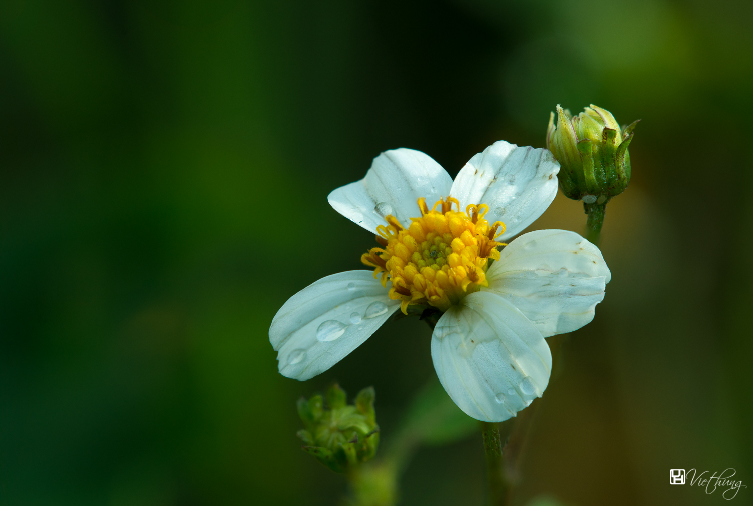 Bidens pilosa