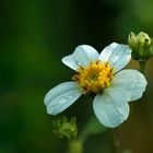 Bidens pilosa