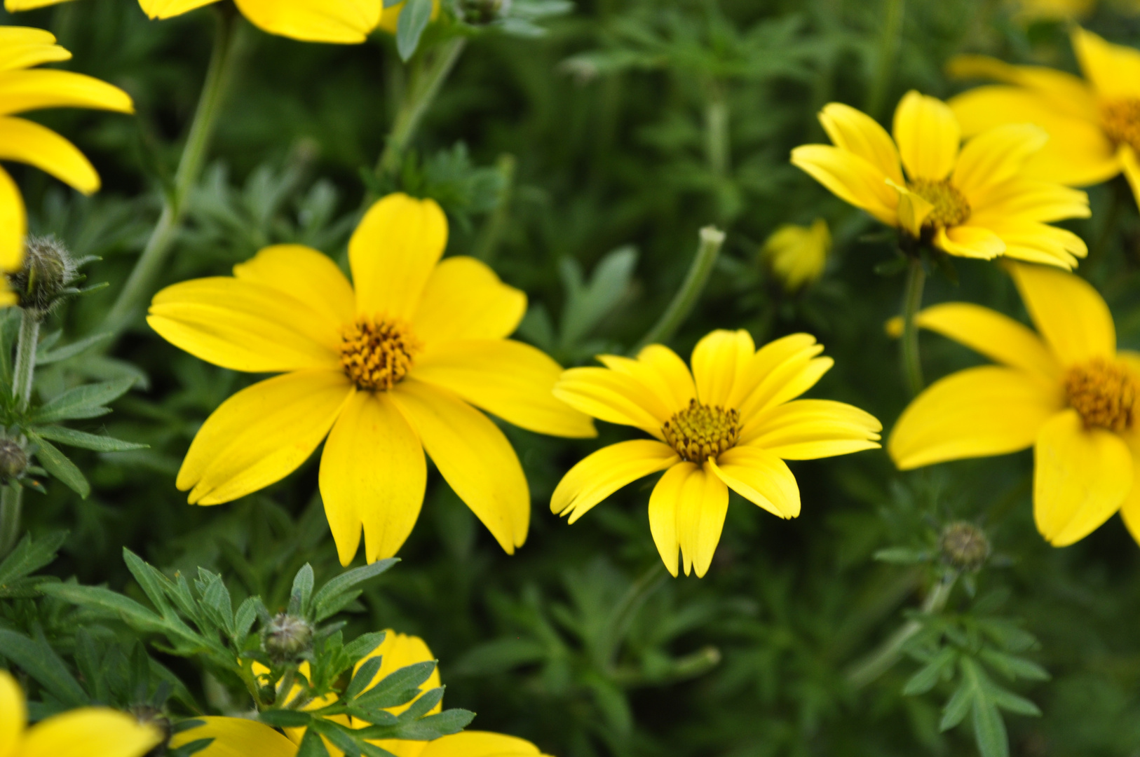 Bidens Yellow Charm