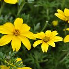 Bidens Yellow Charm