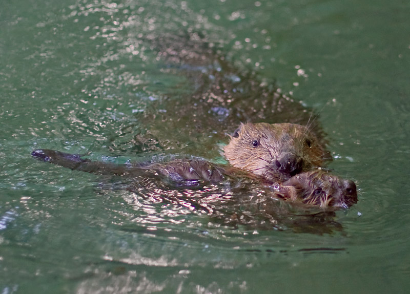 Bieber beim Schwimmunterricht