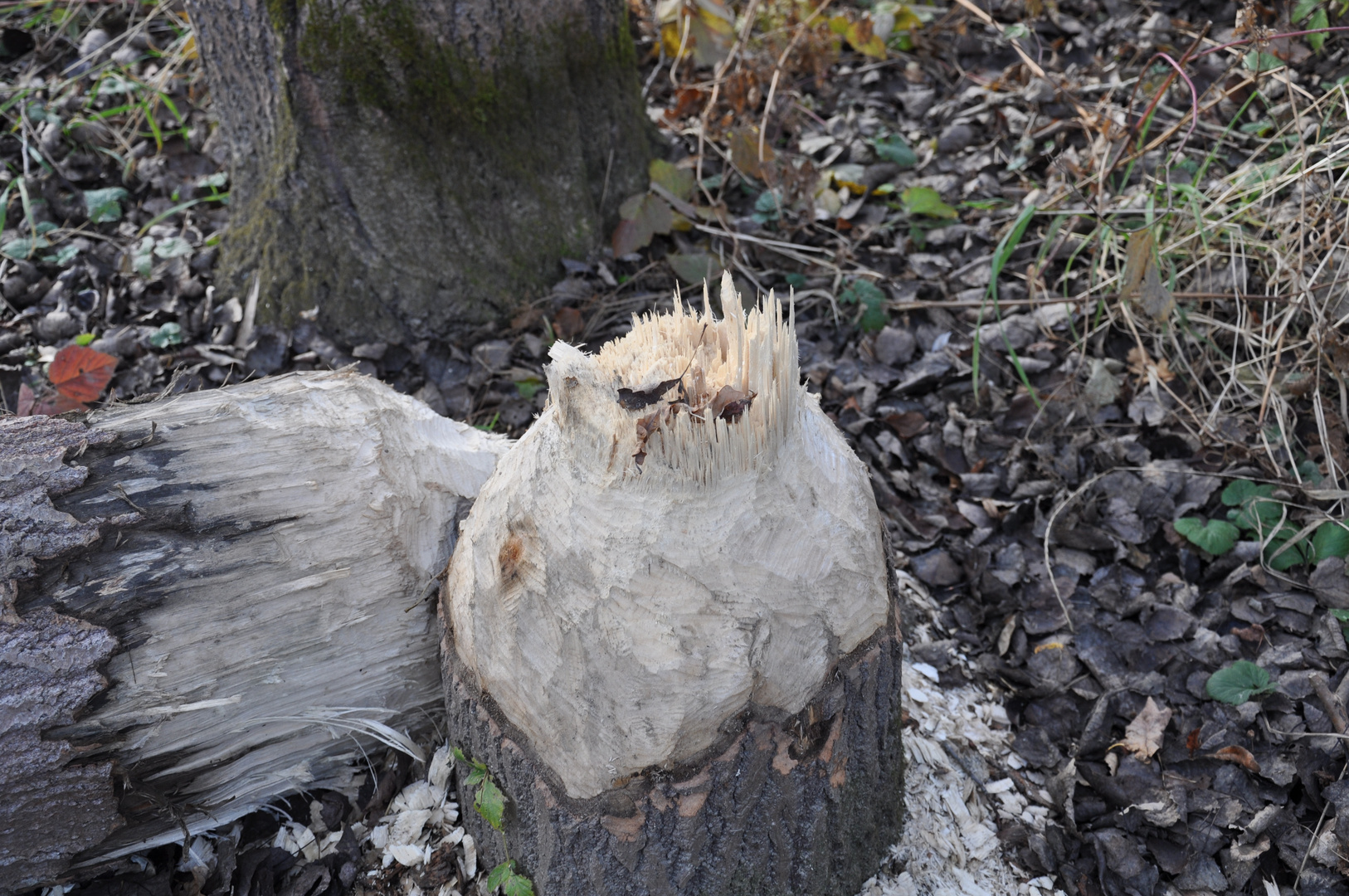 Bieber hat Baum gefällt :-)