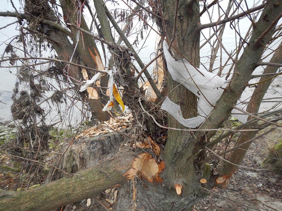 Bieber in der Klsoterneuburger Au-Kampf gegen Plastikmüll