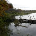 Bieberdamm im Nationalpark Adirondak