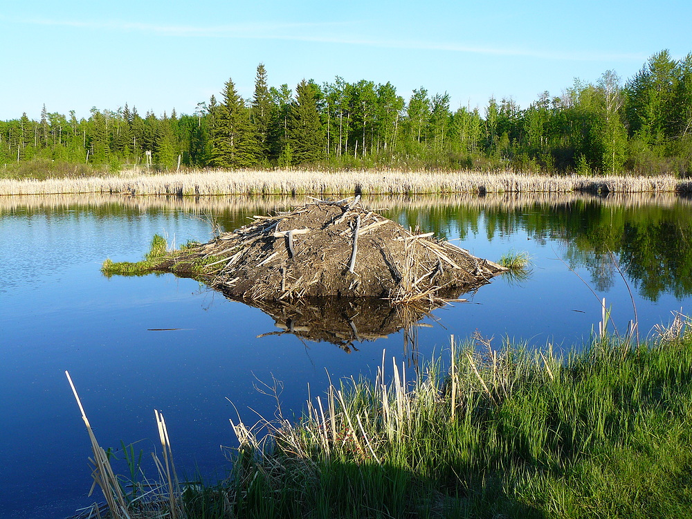 Bieberhaus im Elk Island Park