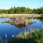 Bieberhaus im Elk Island Park