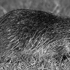 Bieberratte (Myocastor coypus)