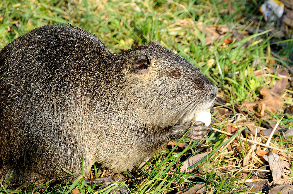 Bieberratte - Nutria