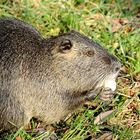 Bieberratte - Nutria