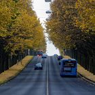 Biebricher Allee im Herbstgewand