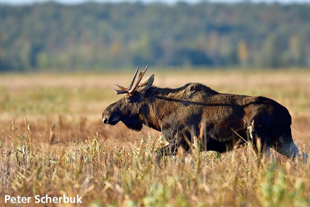 BiebrzaElch... Foto & Bild natur, wildlife, polen Bilder auf