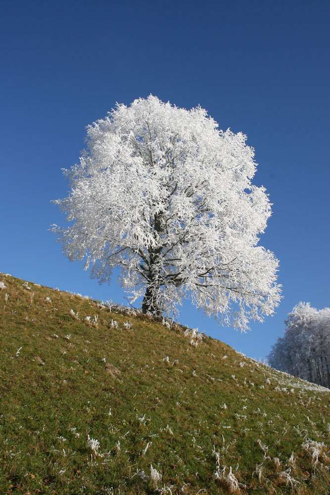 Biecht oberhalb Mistelberg bei Wynigen