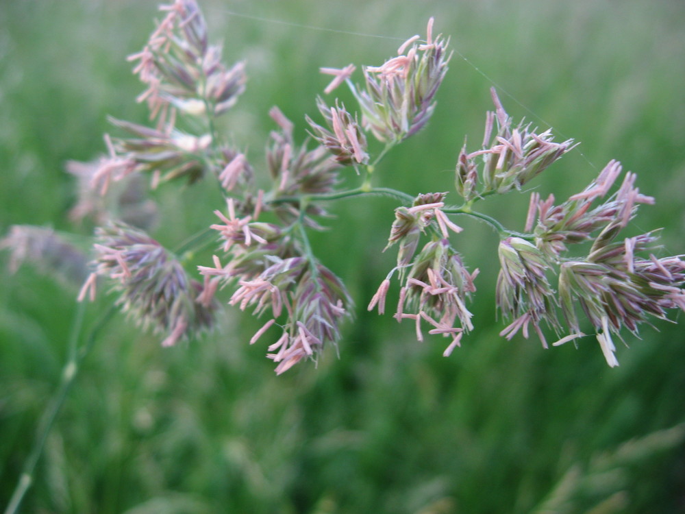 biegen im Wind