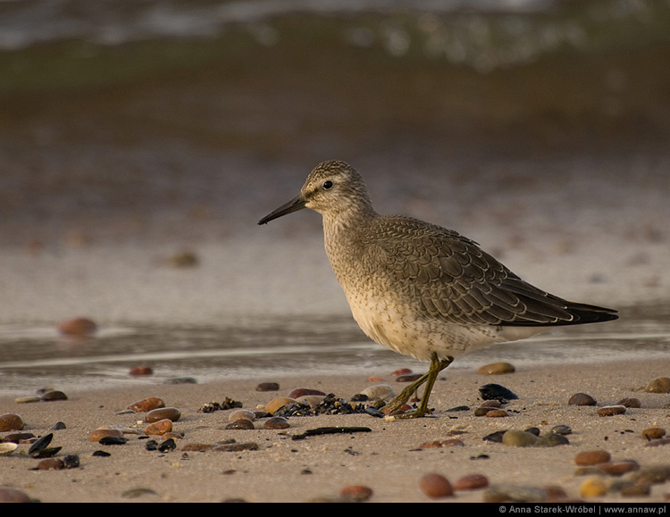 Biegus rdzawy - Calidris canutus