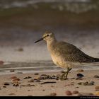 Biegus rdzawy - Calidris canutus