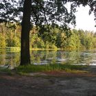 Biehla - Die Natur entwickelt sich immer mehr zu einem Zauberwald....