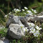 Biela skala- West Tatra